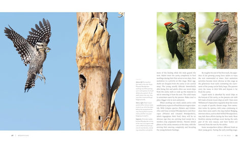WOODPECKER: A YEAR IN THE LIFE OF NORTH AMERICAN WOODPECKERS - BANNICK. PAUL